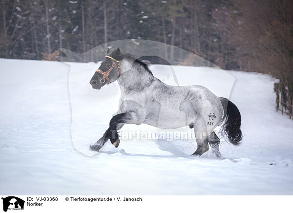 Noriker / Noriker Horse / VJ-03368