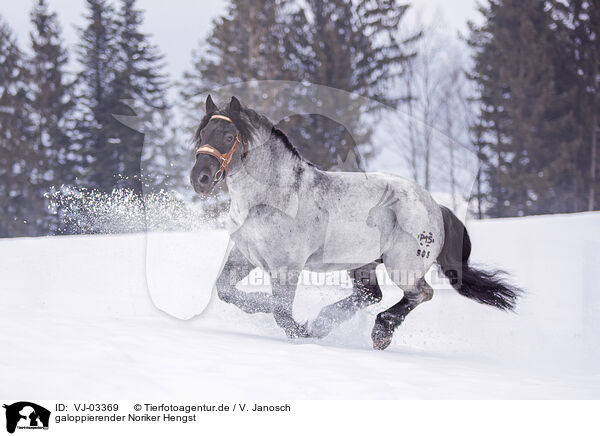 galoppierender Noriker Hengst / galloping Noriker Horse Stallion / VJ-03369