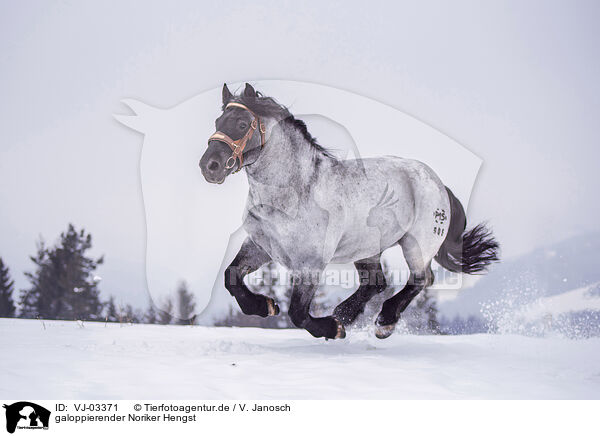 galoppierender Noriker Hengst / galloping Noriker Horse Stallion / VJ-03371