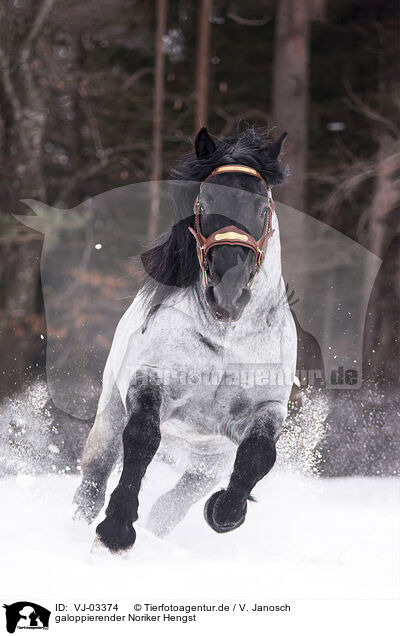 galoppierender Noriker Hengst / galloping Noriker Horse Stallion / VJ-03374