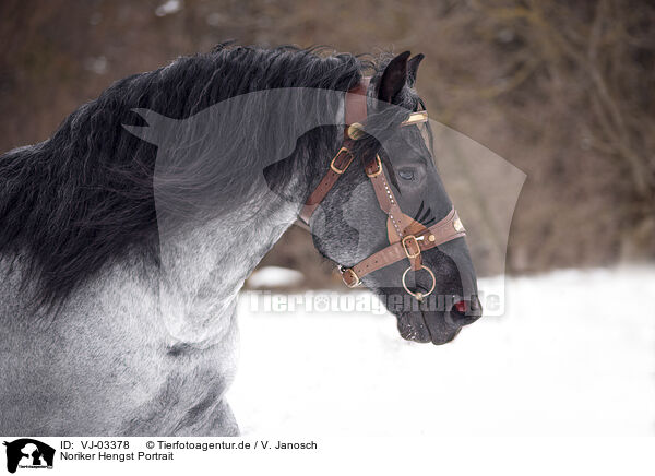 Noriker Hengst Portrait / Noriker Horse Stallion Portrait / VJ-03378
