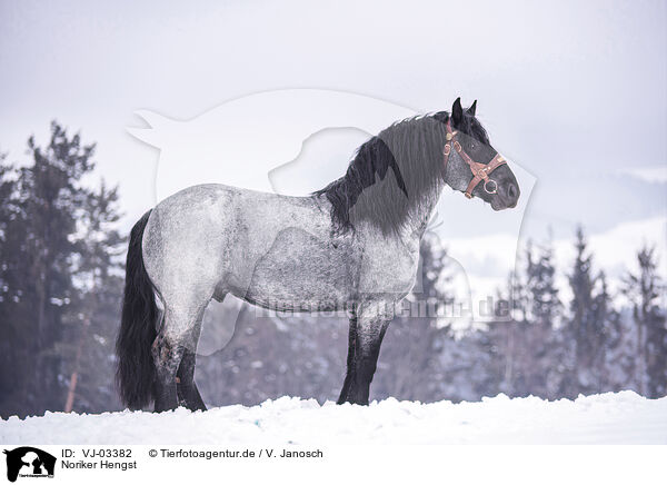 Noriker Hengst / Noriker Horse Stallion / VJ-03382
