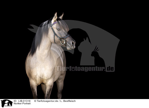 Noriker Portrait / Noriker Horse Portrait / LIB-01318