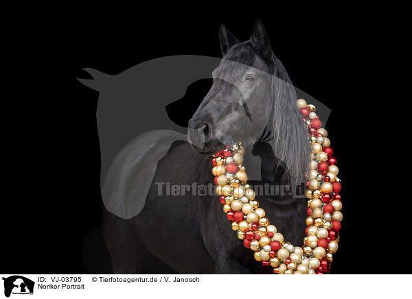 Noriker Portrait / Noriker Portrait / VJ-03795