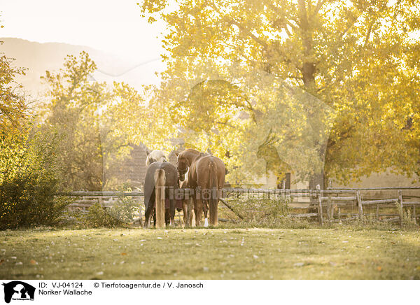 Noriker Wallache / Noriker geldings / VJ-04124