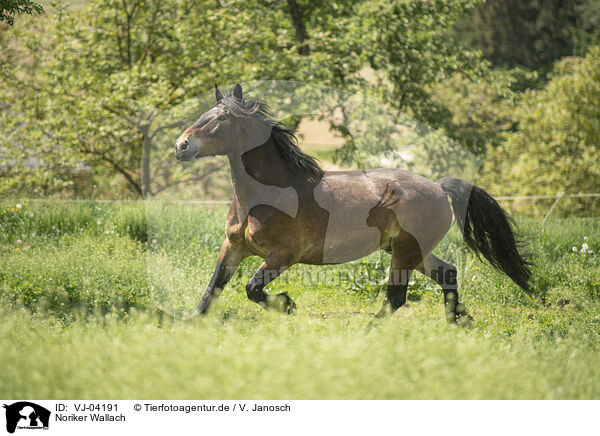Noriker Wallach / Noriker gelding / VJ-04191
