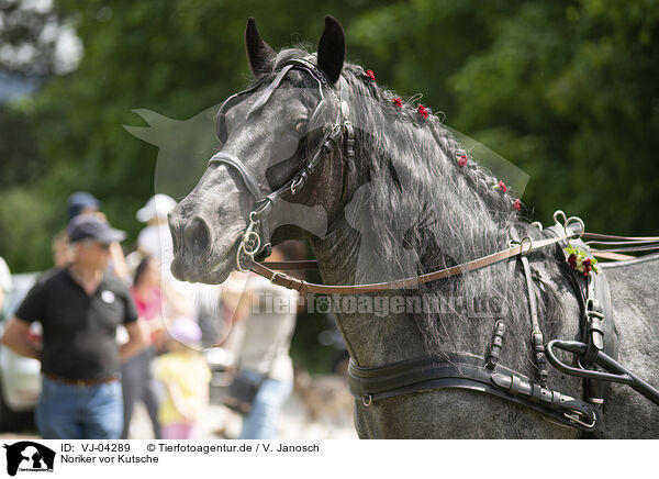 Noriker vor Kutsche / Noriker horse in front of carriage / VJ-04289