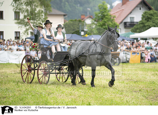 Noriker vor Kutsche / Noriker horse in front of carriage / VJ-04291