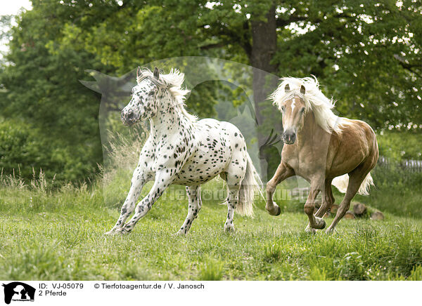 2 Pferde / 2 horses / VJ-05079