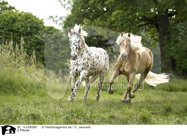2 Pferde / 2 horses / VJ-05080