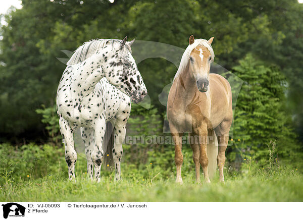 2 Pferde / 2 horses / VJ-05093