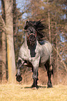 rennender Noriker
