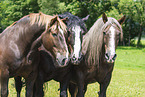 Noriker mit Percheron