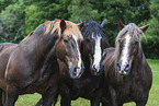 Noriker mit Percheron