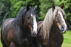 Noriker mit Percheron