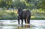 Noriker im Wasser