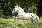 Noriker