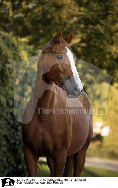 sterreichisches Warmblut Portrait / Austrian Warmblood Portrait / VJ-01949