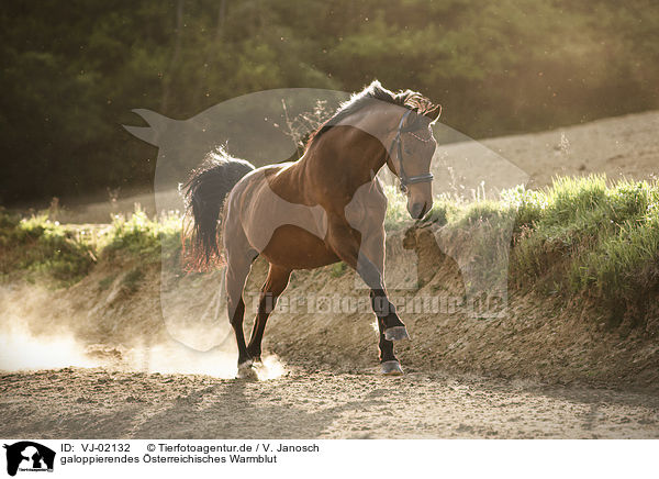 galoppierendes �sterreichisches Warmblut / galloping Austrian Warmblood / VJ-02132