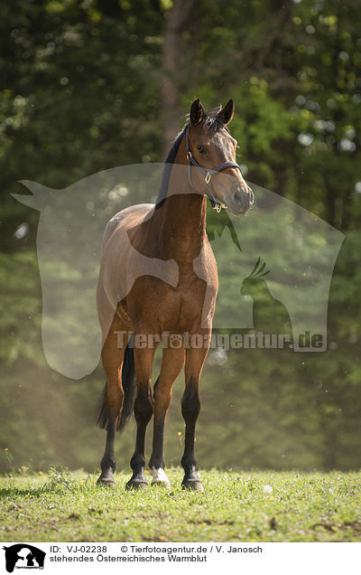 stehendes �sterreichisches Warmblut / standing Austrian Warmblood / VJ-02238