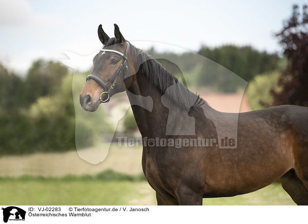 �sterreichisches Warmblut / Austrian Warmblood / VJ-02283