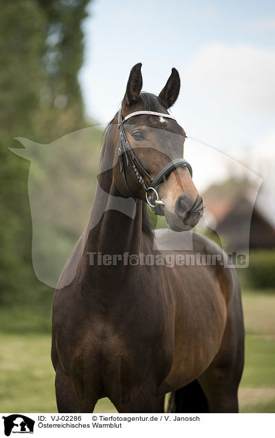 �sterreichisches Warmblut / Austrian Warmblood / VJ-02286