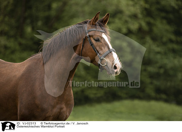 sterreichisches Warmblut Portrait / Austrian Warmblood portrait / VJ-02313