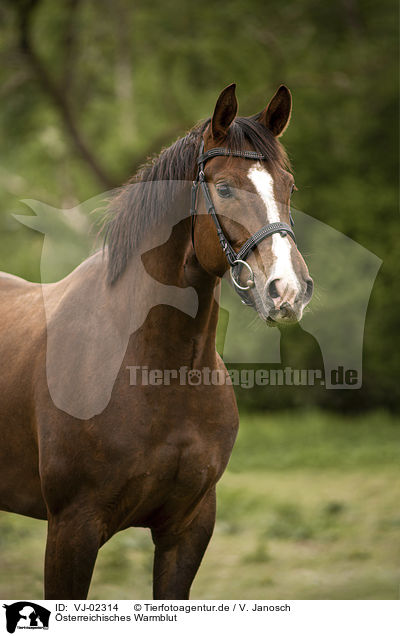 sterreichisches Warmblut / Austrian Warmblood / VJ-02314