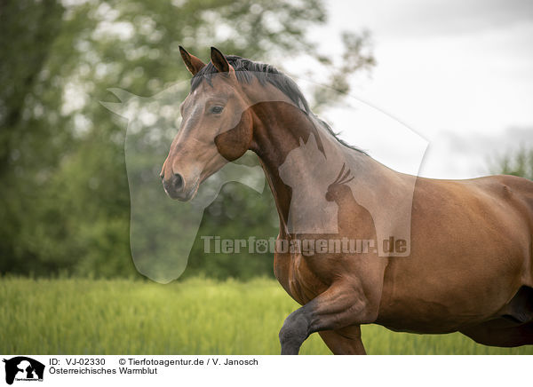 sterreichisches Warmblut / VJ-02330