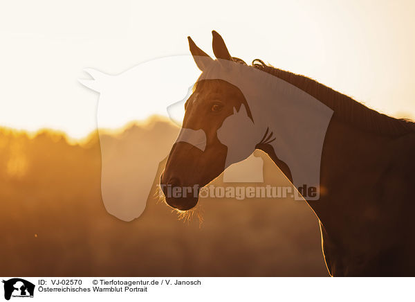 sterreichisches Warmblut Portrait / Austrian warmblood portrait / VJ-02570
