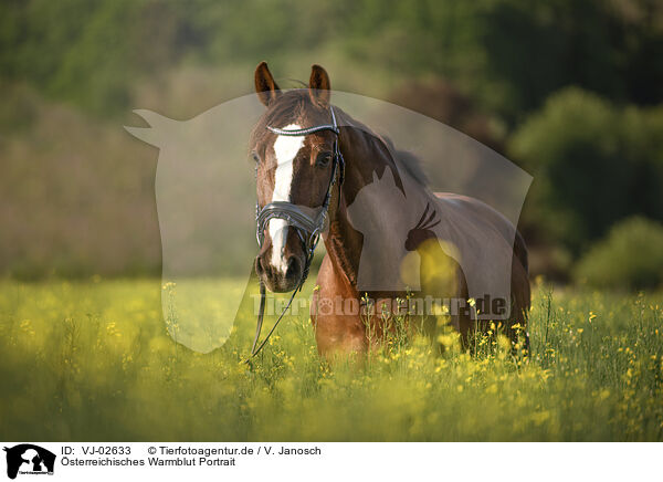 sterreichisches Warmblut Portrait / Austrian warmblood portrait / VJ-02633