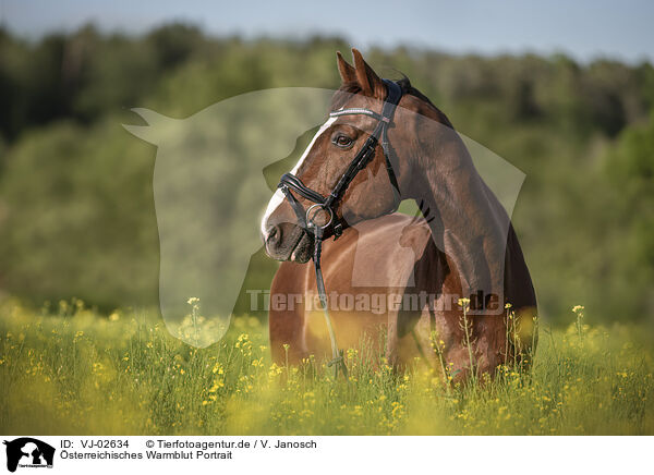 sterreichisches Warmblut Portrait / VJ-02634