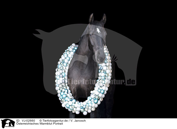 sterreichisches Warmblut Portrait / Austrian warmblood portrait / VJ-02660