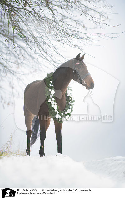sterreichisches Warmblut / Austrian warmblood / VJ-02929