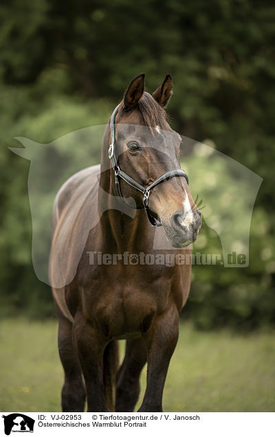 sterreichisches Warmblut Portrait / Austrian warmblood portrait / VJ-02953