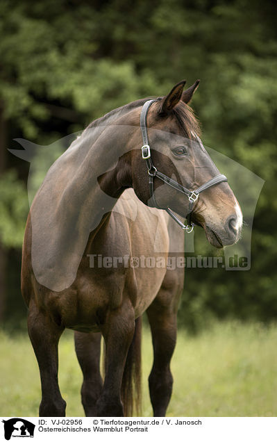 sterreichisches Warmblut Portrait / Austrian warmblood portrait / VJ-02956