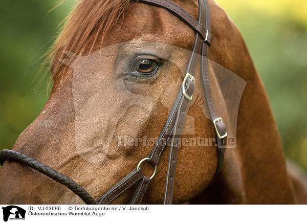 sterreichisches Warmblut Auge / VJ-03696