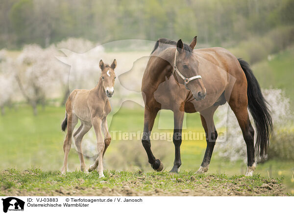 sterreichische Warmblter / VJ-03883