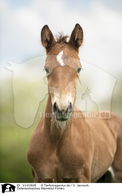 �sterreichisches Warmblut Fohlen / VJ-03926