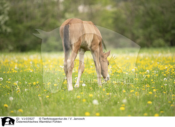 sterreichisches Warmblut Fohlen / Austrian warmblood foal / VJ-03927