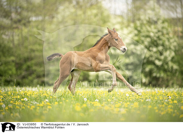 sterreichisches Warmblut Fohlen / Austrian warmblood foal / VJ-03950
