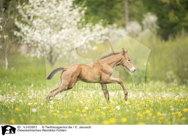 sterreichisches Warmblut Fohlen / Austrian warmblood foal / VJ-03951