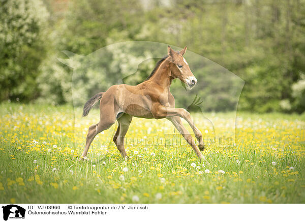 sterreichisches Warmblut Fohlen / Austrian warmblood foal / VJ-03960