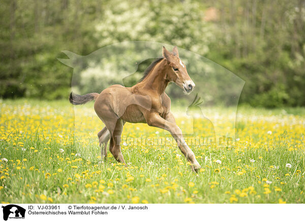 sterreichisches Warmblut Fohlen / Austrian warmblood foal / VJ-03961