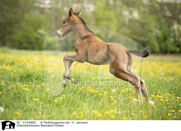 sterreichisches Warmblut Fohlen / Austrian warmblood foal / VJ-03962