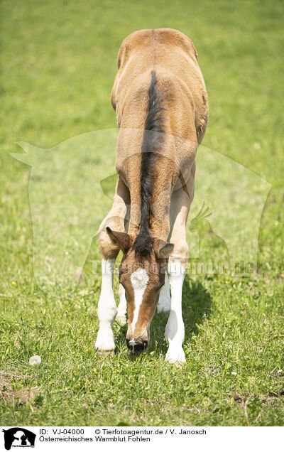 sterreichisches Warmblut Fohlen / Austrian warmblood foal / VJ-04000