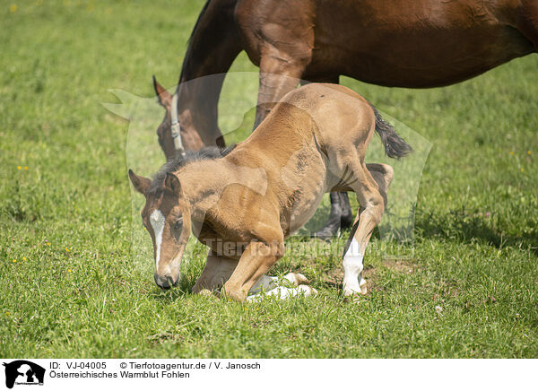 sterreichisches Warmblut Fohlen / Austrian warmblood foal / VJ-04005