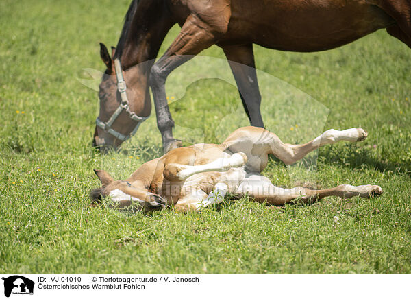 sterreichisches Warmblut Fohlen / Austrian warmblood foal / VJ-04010