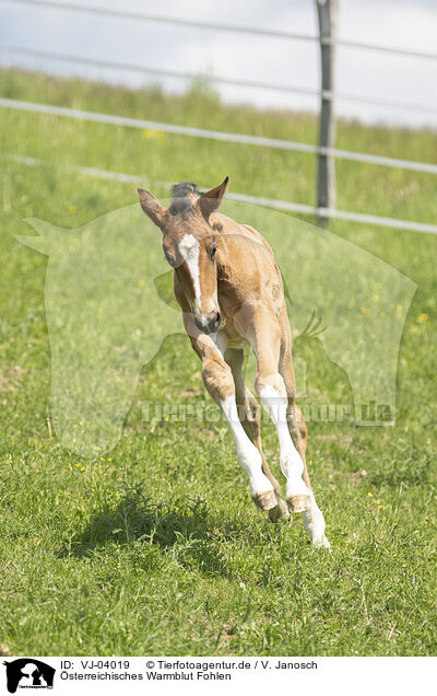 sterreichisches Warmblut Fohlen / Austrian warmblood foal / VJ-04019