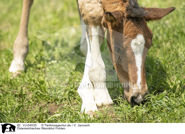 sterreichisches Warmblut Fohlen / VJ-04035